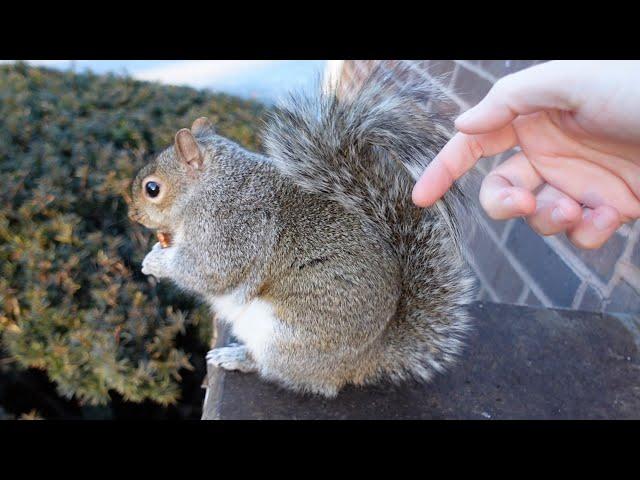 Cutie the squirrel has a funny reaction when I touch her tail