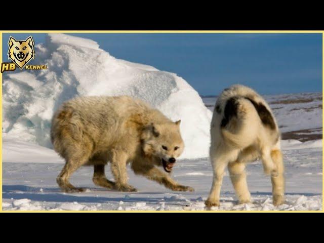 Alabai Dogs Protect The Herd Of Cows From Wolf Pack