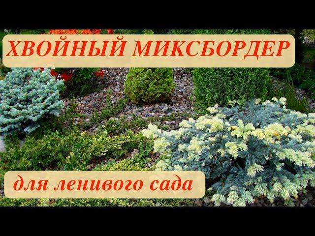 ХВОЙНЫЙ МИКСБОРДЕР В МАЛОУХОДНОМ САДУ.