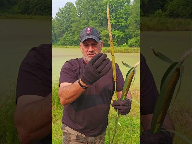 Nature's Pantry Unveiled: The Edible Wonders of Cattails!