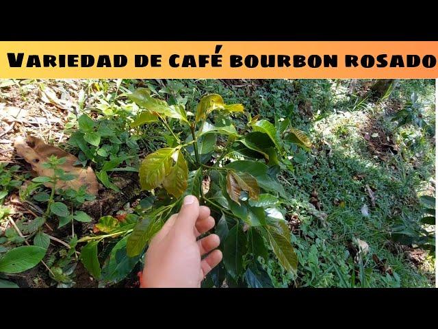 Variedad de Café Bourbon Rosado