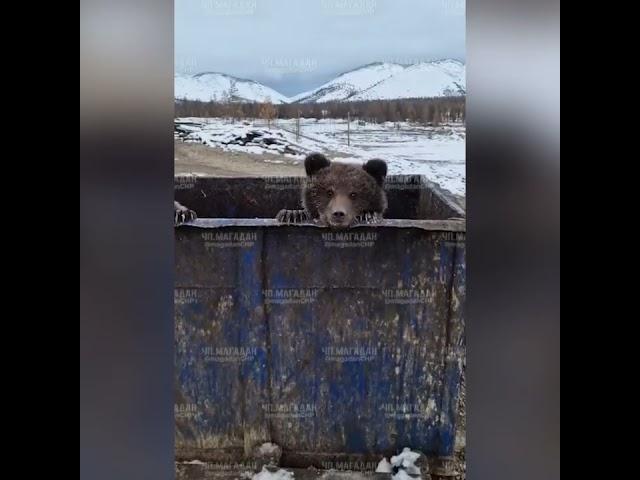 Эмоциональная встреча мужчины с двумя медвежатами. Он попросил их попозировать ему на камеру.