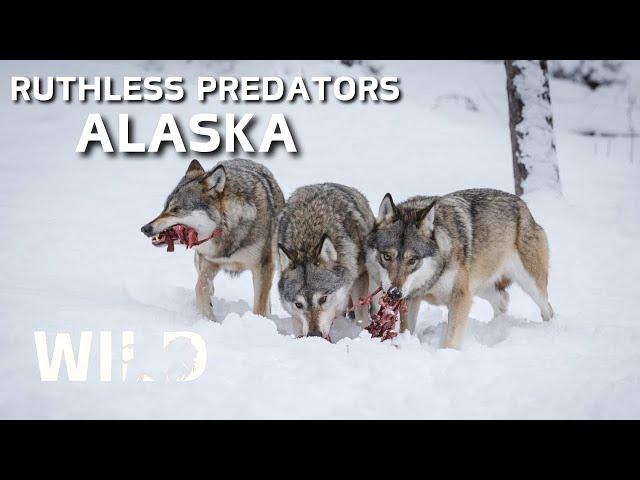 WILD ALASKA | Battle for Survival in Predator Territory | Animal Documentary