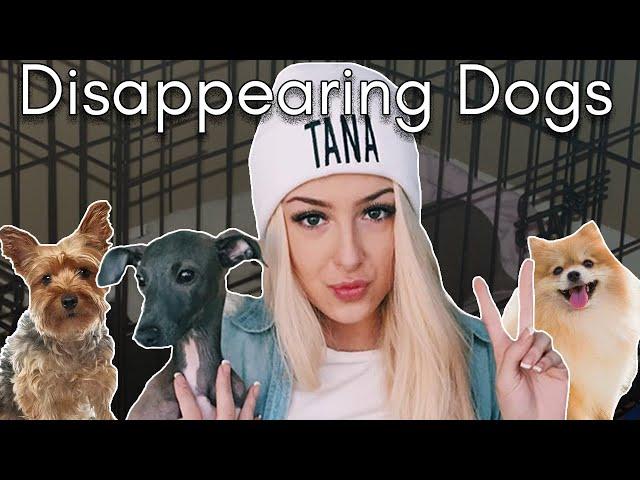 Tana Mongeau’s Prop Puppies: The Dark Reality of Dogs as Influencer Pets