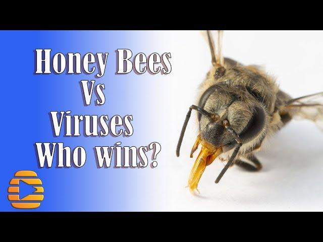 Honey Bee vs Viruses. Who wins?