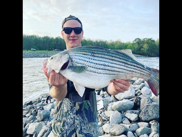 Spillway fishing for Stripes and Hybrids, New PB for each species!