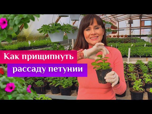 Как прищипнуть рассаду петунии