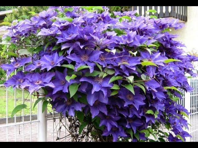 Clematis will transform and become thick and strong. FOLLOW 5 SIMPLE RULES