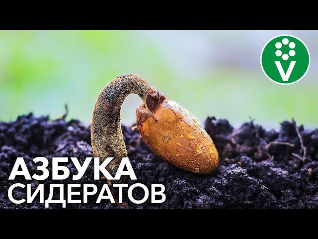 КАКИЕ СИДЕРАТЫ ЛУЧШЕ ПОСАДИТЬ? Разбираем сидераты от А до Я!