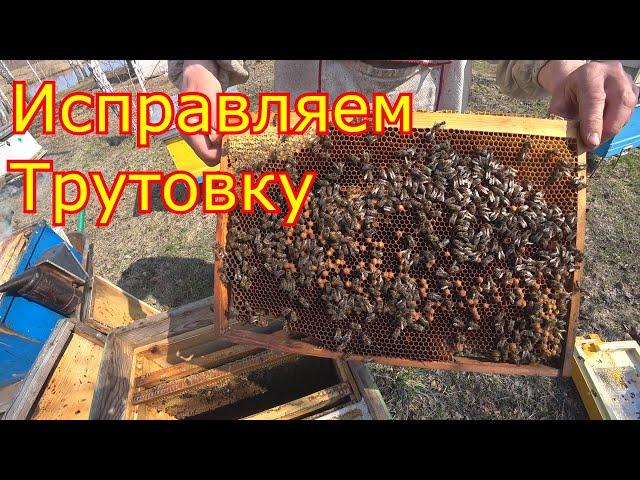 Как мы исправляем семью трутовку весной.