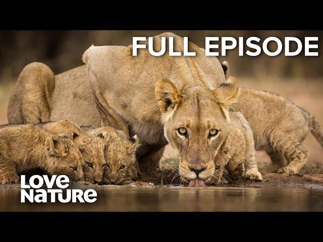 Lion Dynasty: A Matter of Pride | Love Nature