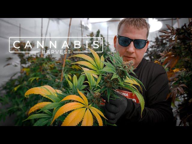 Growing Award-Winning Cannabis in a Residential Garage | PARAGRAPHIC