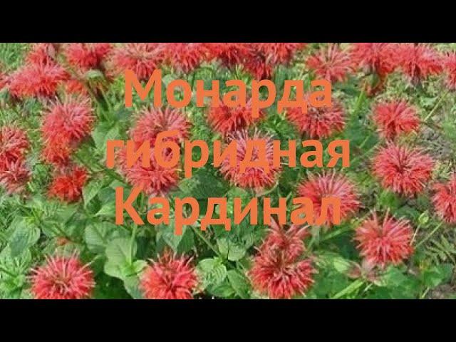 Монарда гибридная Кардинал (monarda x hybrida)  обзор: как сажать, саженцы монарды Кардинал