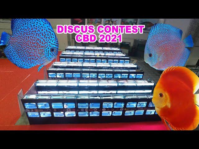 IKAN DISCUS GRADE SUPER , KONTES CBD 2021 , DISCUS KUALITAS KONTES , DISCUS CONTEST 2021