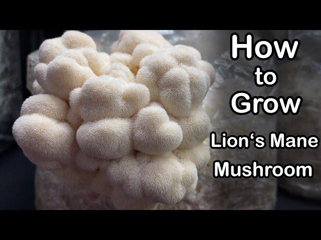 How to Grow Lion's Mane Mushroom From Start to Finish