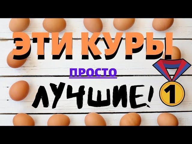 Лучшие куры несушки. 100% высокая яйценоскость уже несколько месяцев! Куры Кросс Хайсекс уайт, браун