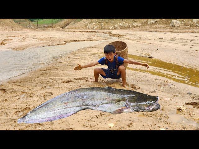 Techniques for cooking wild vegetables and peanut salad, catching giant catfish stranded in the lake