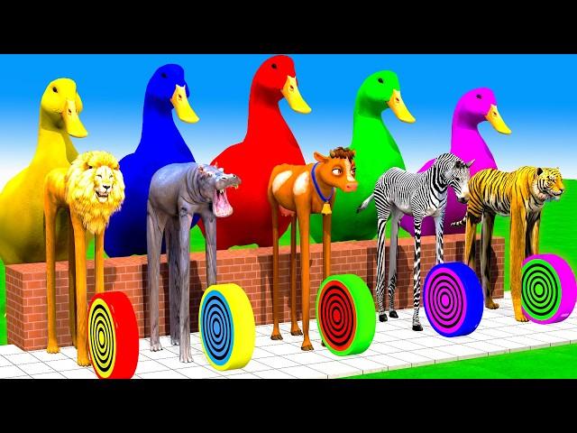 Long Slide Game With Elephant cow Buffalo Hippopotamus Tiger - 3d Animal Game - Funny 3d Animals