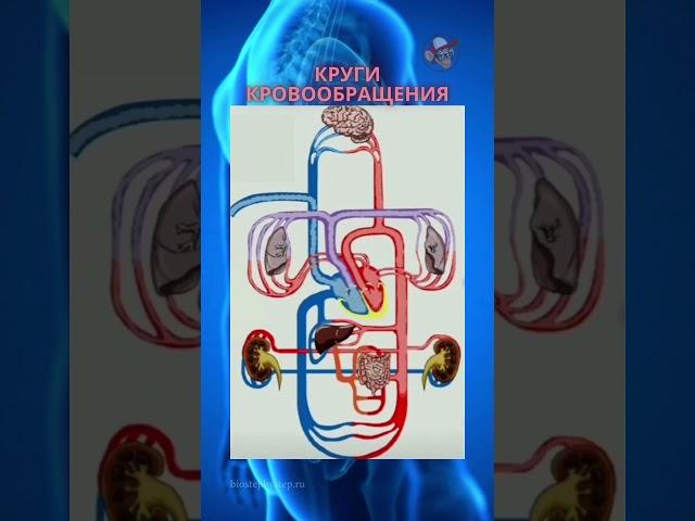 Движение крови по кругам кровообращения #anatomy #biology  #science