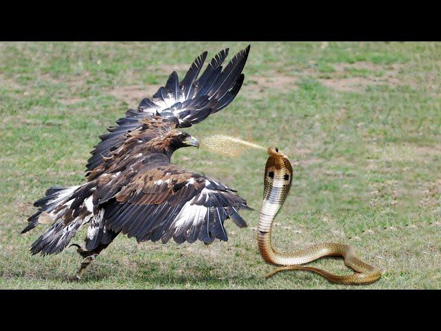 Eagle Vs King Cobra In A Big Fights To The Last Breath