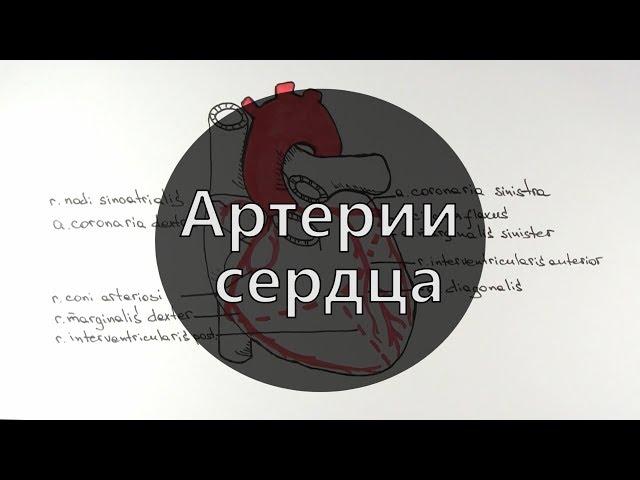 Умный Медик [УМ] - Артерии сердца | Строение сердца