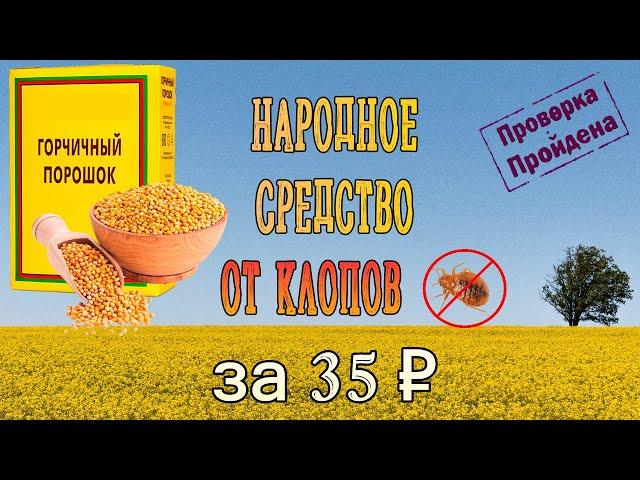 Горчица от клопов — самое дешевое народное средство