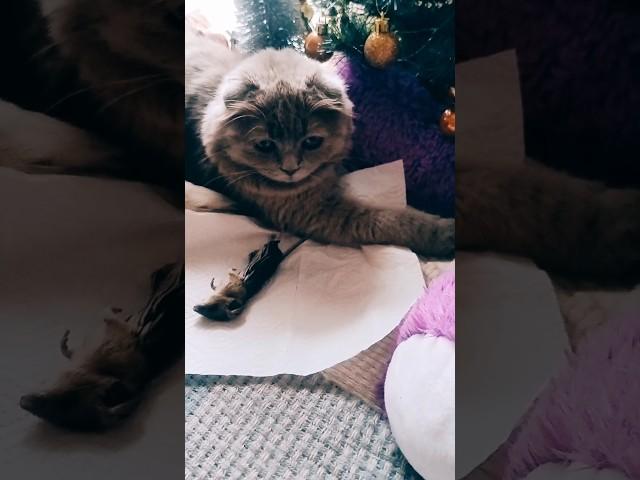 Киця міра принесла своїй кожаній мишу!! #catlover #cat #catsofyoutube #kitten.