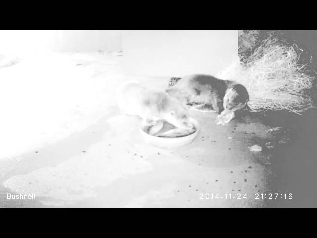 Jonge otters