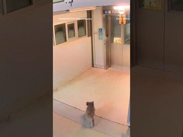 Koala nabbed by police during visit to train station in Australia