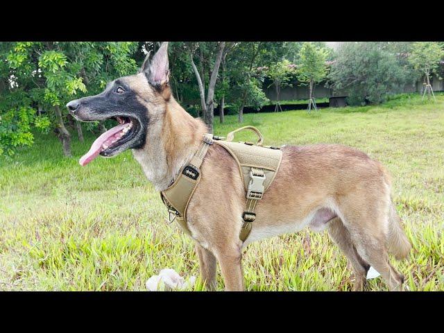 ICEFANG GN8 Quick-Moving Dog harness