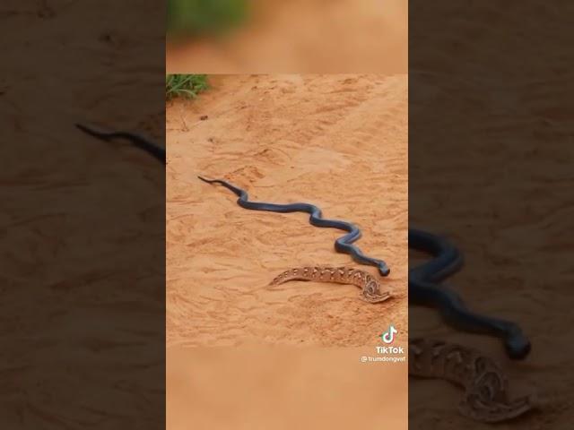 Black King cobra  vs Russell viper very dengerous fight