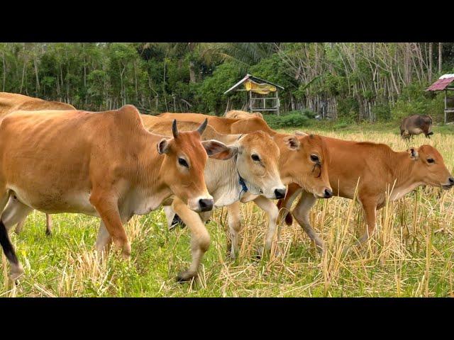 Suara sapi lembu berkeliaran di ladang memanggil kawan untuk pulang ke kandang - Bunyi sapi lucu