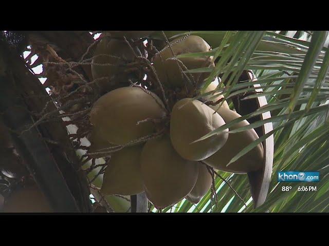 Waimanalo farmer frustrated by rash of thefts