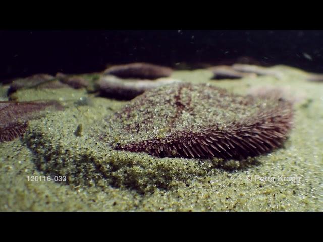 Sand dollars, time lapse, the hidden life