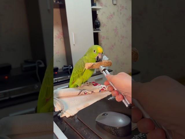 Амазон чуть не упала #попугай #birds #птицы #parrot