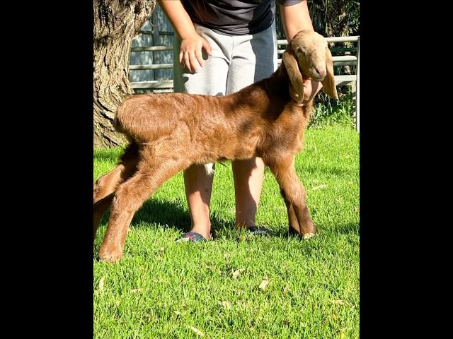 Арашанчик 11 дней #shorts #sheep #arashan #gissar #farming #fermer