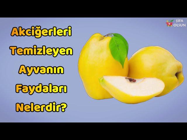 Ayvanın Faydaları Nelerdir