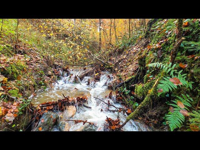 Walking in a forest stream in autumn [Virtual Walk]