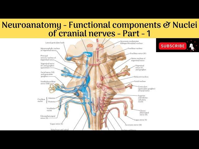 Functional Components & nuclei of Cranial Nerves | Motor Column in detail | Part -1 |