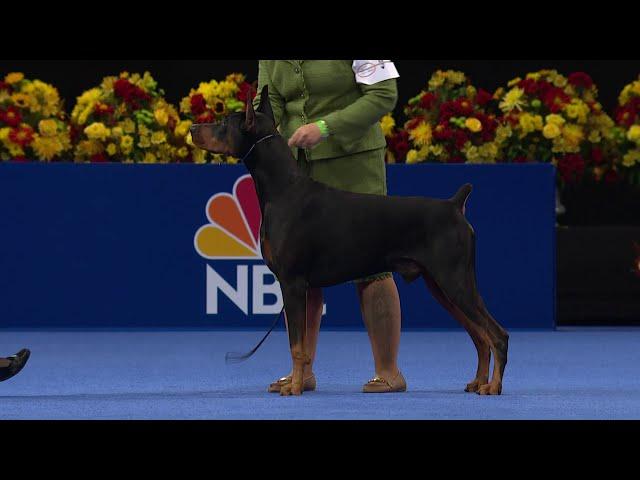 Doberman Pinscher, 2020 National Dog Show, Working Group