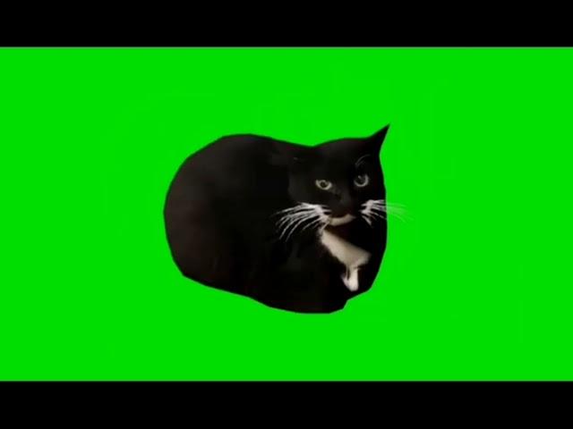 Максвел кот грин скрин |  Maxwell cat green screen