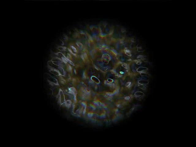 mushroom cymatics for holographic