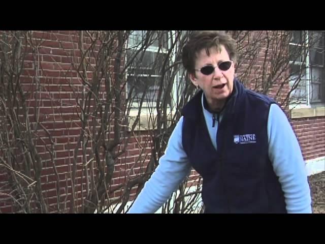 How to Prune a Lilac Bush