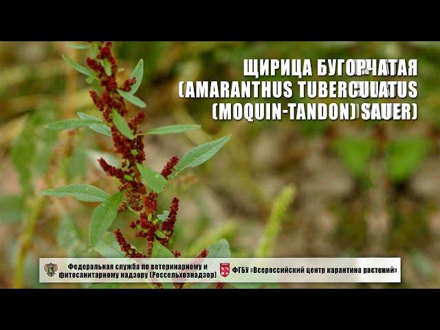 Щирица бугорчатая (Amaranthus tuberculatus (Moquin-Tandon) Sauer)