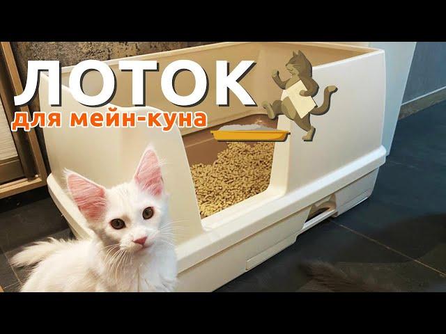 Лучший лоток для мейн-кунов! Практика профессионального питомника.