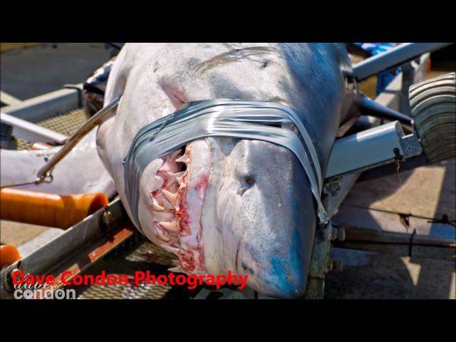 Mako shark caught off Eagle Hawk Neck, Tasmania 204.30kg