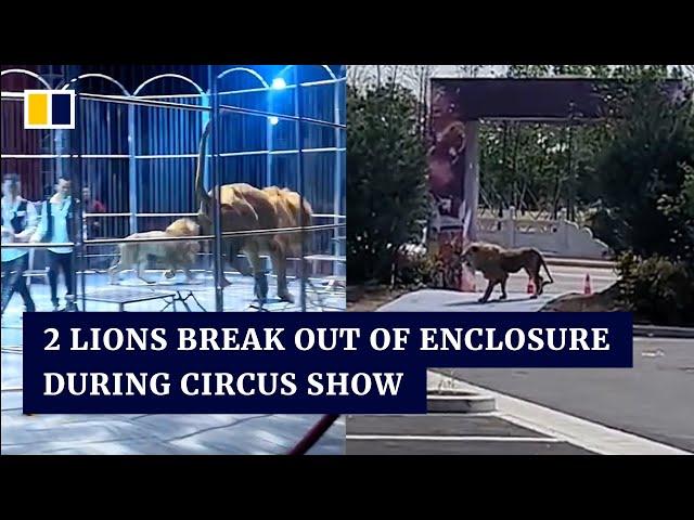 2 lions break out of enclosure during circus show in China