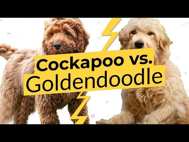 Cockapoo vs. Goldendoodle  Dog Breed Comparison 