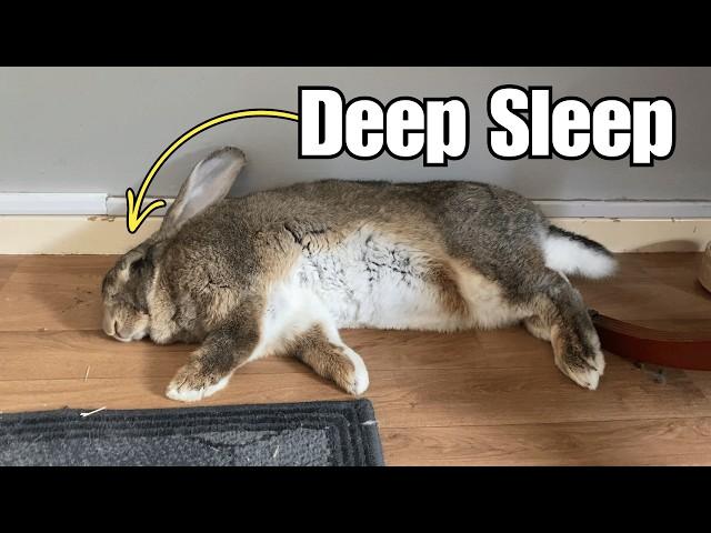 Flemish Giant Rabbit's Favorite Thing To Do