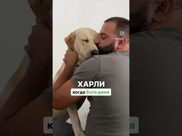 Харли и его 2 личности под каждого хозяина 